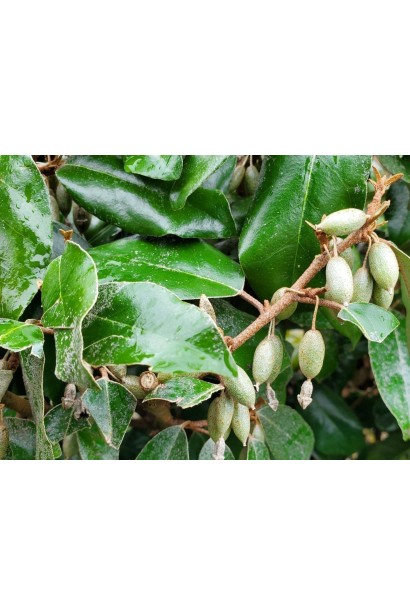 Ягоди Елеагнуса Еббінге